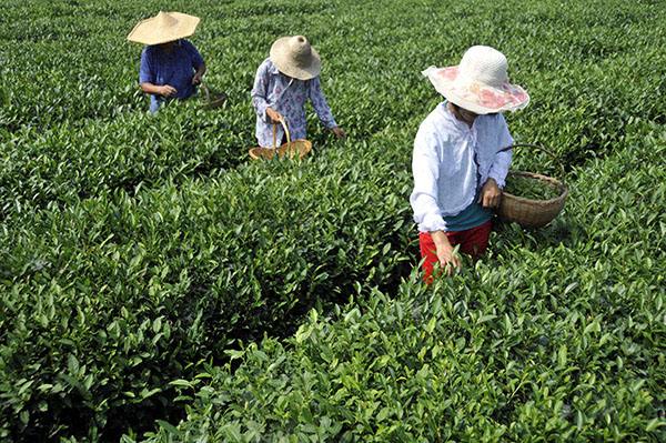 亚联翻板式烘干机，还茶都青山绿水！